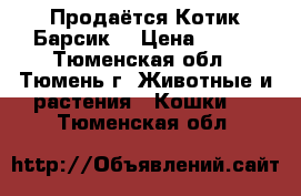 Продаётся Котик Барсик. › Цена ­ 300 - Тюменская обл., Тюмень г. Животные и растения » Кошки   . Тюменская обл.